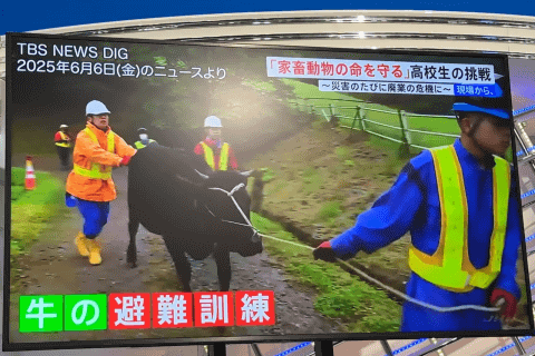 牛避难新闻