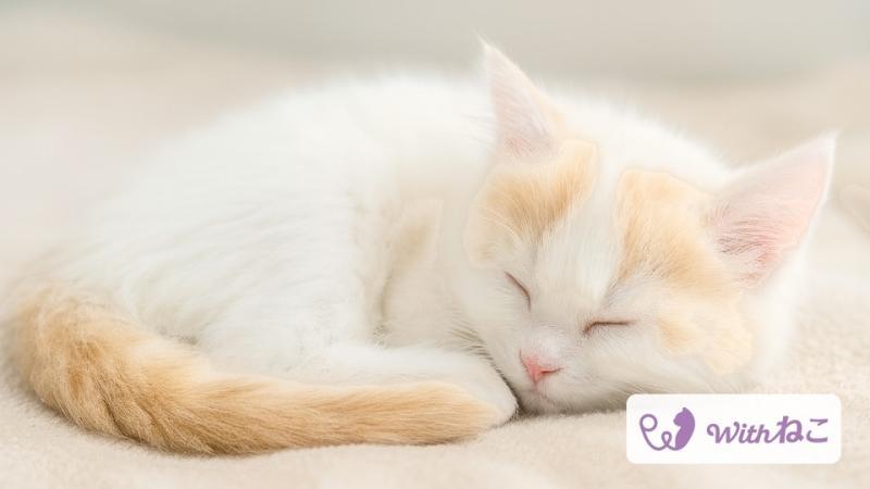 猫咪健康管理应用界面