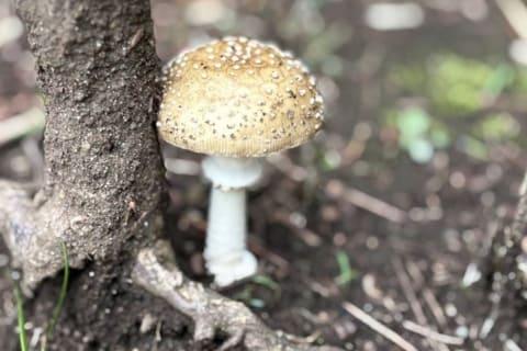 公园里的蘑菇