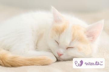 AI评分助力猫咪就诊时机判定，猫咪健康管理应用“Withねこ”新增多项功能