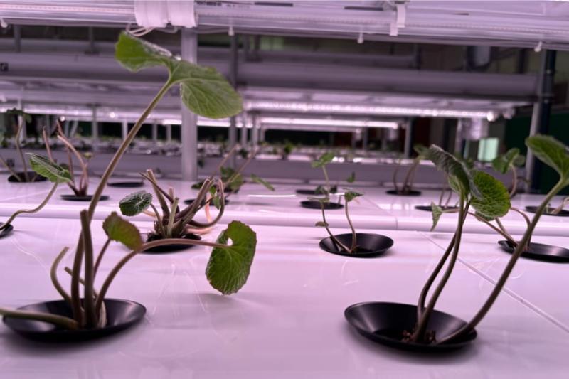 废校芥末种植模块内部