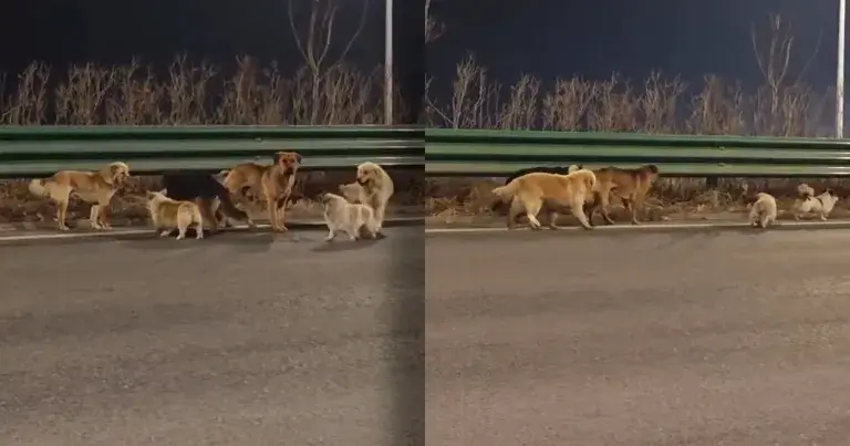 那些关于勇敢被绑架狗狗逃脱并一起找到家的病毒帖都是假的，你们这些轻信的傻瓜